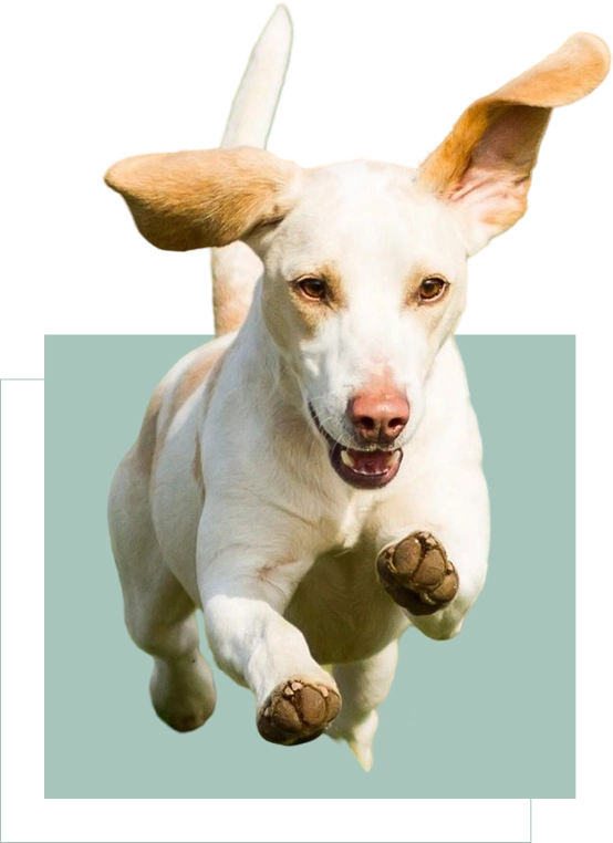 A dog is jumping in the air with its mouth open.