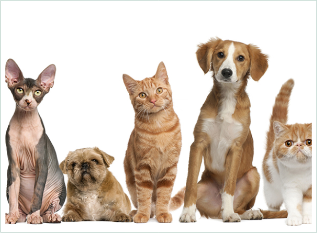 A group of cats and dogs sitting in front of each other.