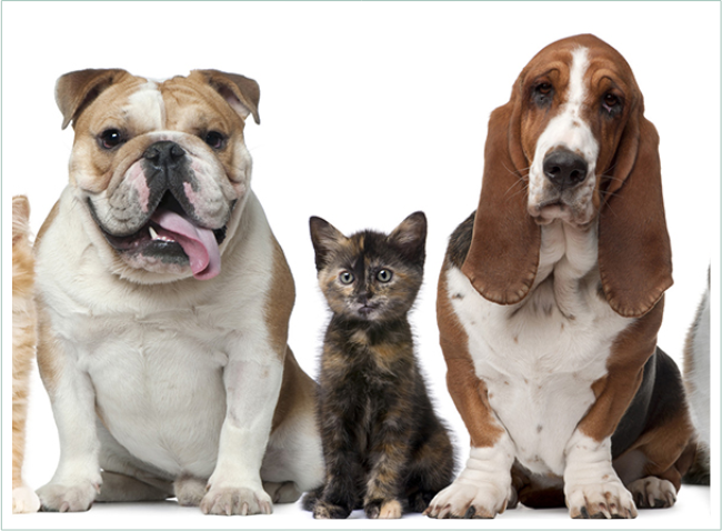 A dog, cat and basset hound sitting together.